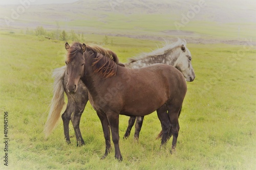 chevaux islandais © NCAimages