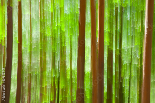 ABSTRACT FOREST. Parque Natural Hayedo de Tejera Negra. Macizo de Ayll  n. Guadalajara. Castilla - La Mancha.