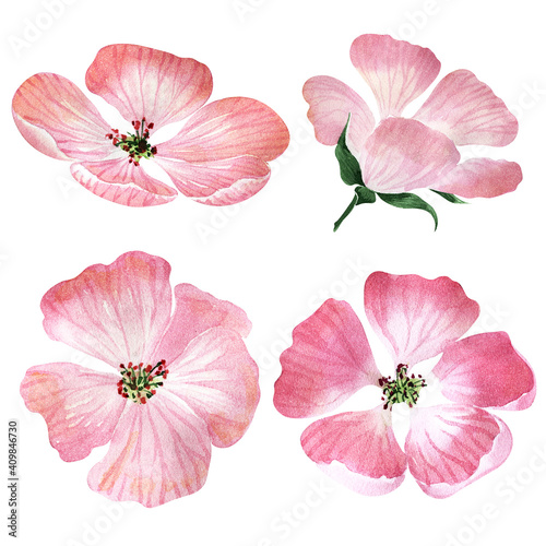 Watercolor illustration with inflorescences, flowers, buds and leaves of the geranium plant 