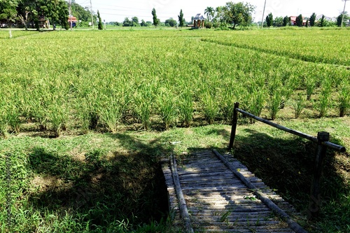 Rice paddy, in Thailand, with a bamboo bridge across a small irrigation stream in front of the farm.