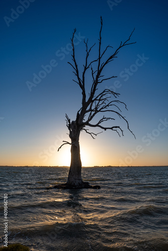 Large dead tree silhouette at sun set in Lake Bonney, Barmera, South Australia. Popular area for camping and water sports. Australian touring destination. photo