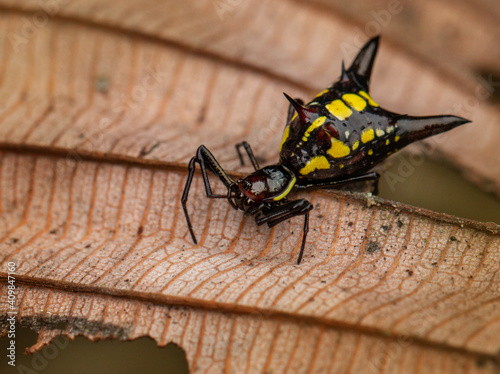 Spiny Orb-weaver (Micrathena cf. pichincha). Spiny black and yellow spider from Ecuador on a brown leaf. photo