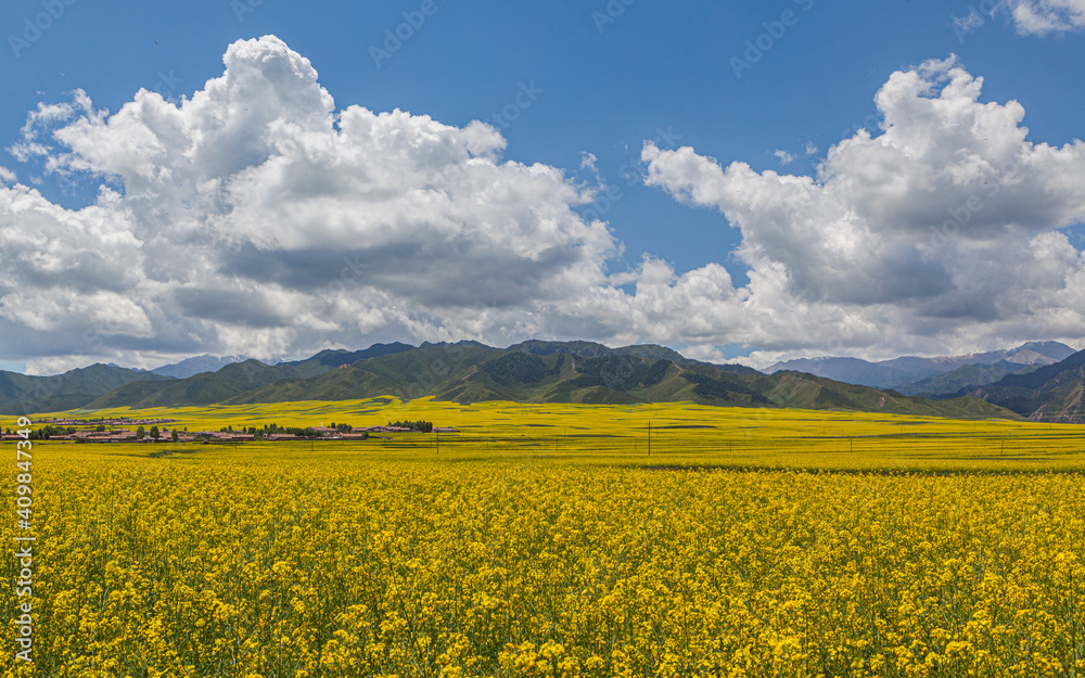 Sunny landscape with flowering Rapeseed field on the high altitude plateau of Qinghai, China