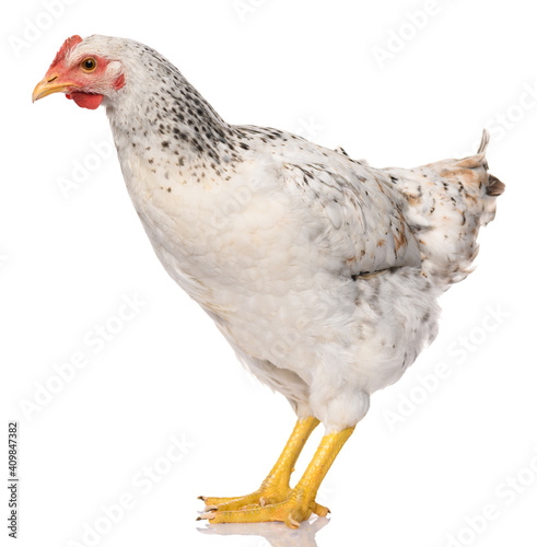 one white chicken isolated on white background, studio shoot