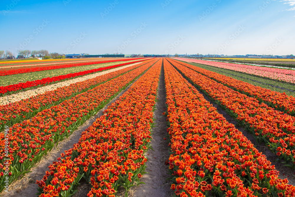 Blooming tulip fields.