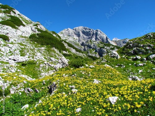 Alpine landscape with a meadow full of yellow blooming kidney vetch (Anthyllis vulneraria) and a mountains peak in Julian alps and Triglav national park in Slovenia