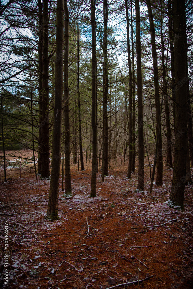 Trail through a stand of pines. Trail through a stand of pines.