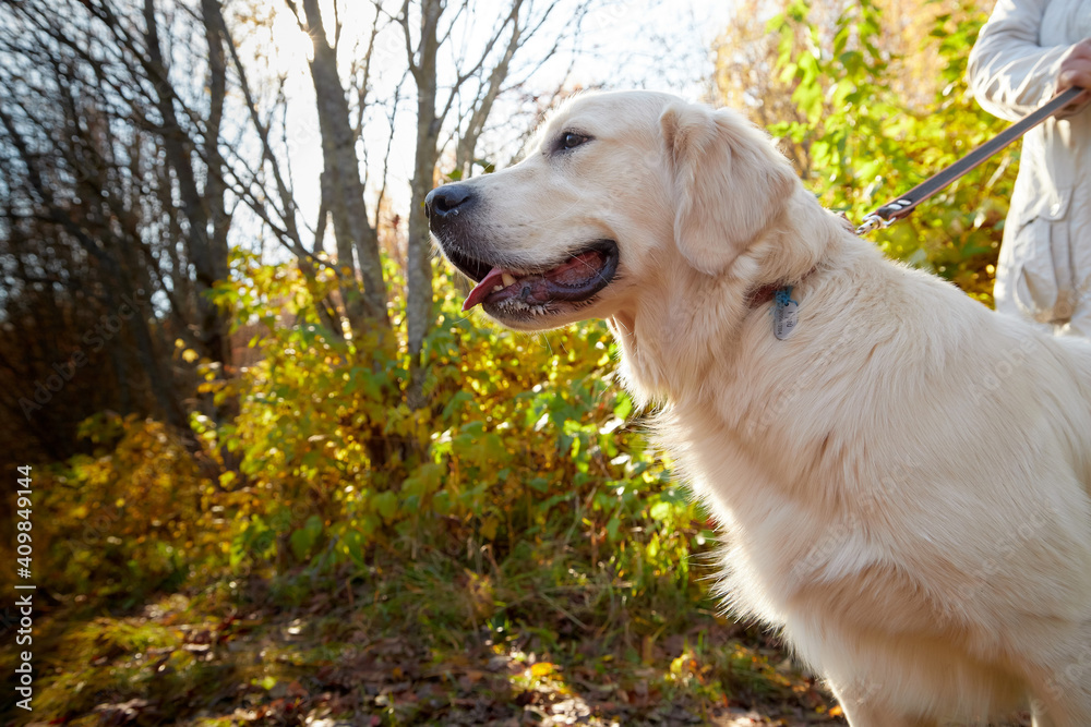 White labrador Retriever outdoor and nature landscape on background
