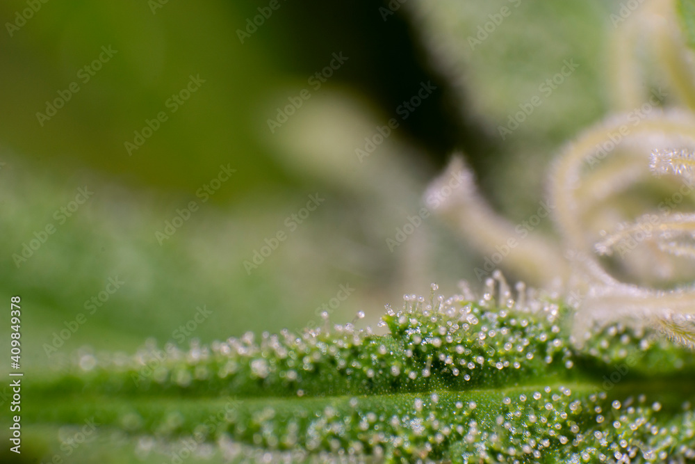 Tricomas del cannabis Tricomas del cannabis