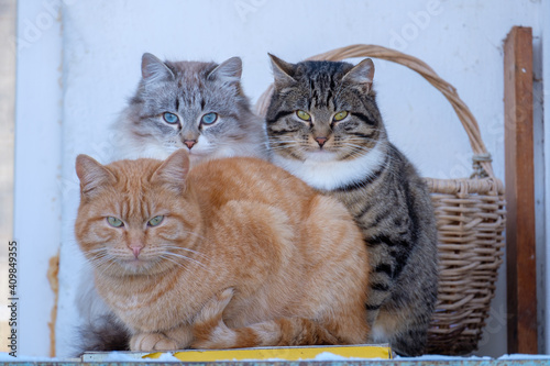 three stray cats bask on the balcony in winter snuggling up to each other. survival of homeless animals