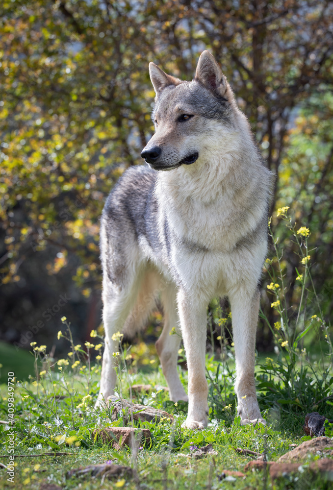 Young male Czechoslovakian wolf dog portrait. Outdoors. Young male Czechoslovakian wolf dog portrait. Outdoors.