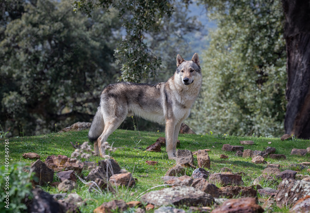 Naklejka premium Young male Czechoslovakian wolf dog portrait. Outdoors.