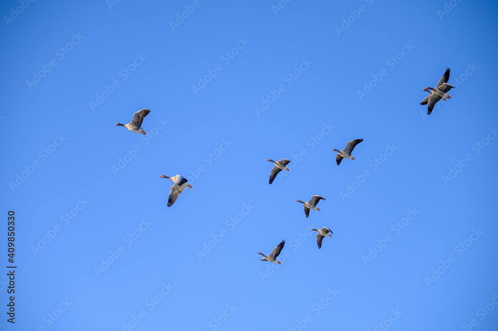 Ein Schwarm Graugänse ziehen am blauen Himmel vorbei