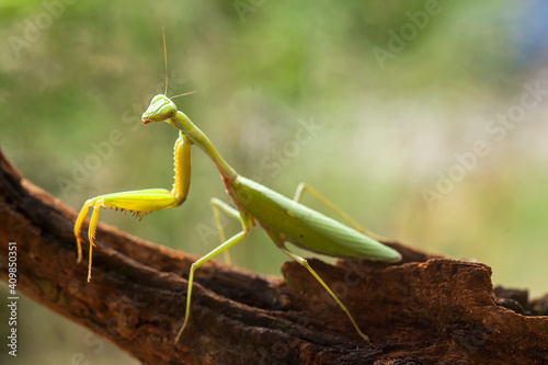 Foto All The Stories about graceful praying mantis
