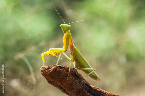 Bild auf Leinwand All The Stories about graceful praying mantis