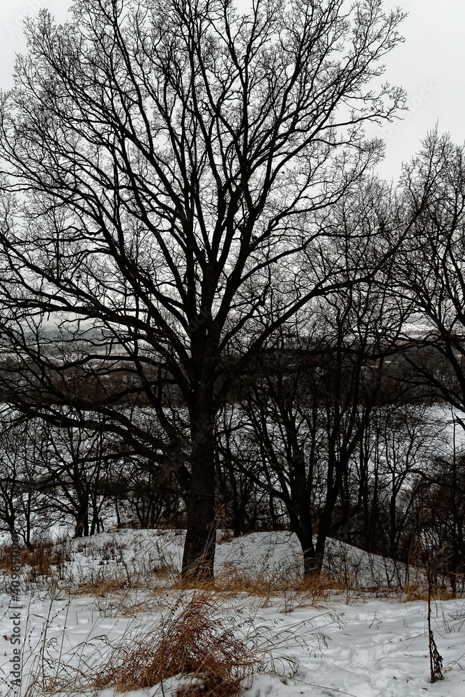 Fototapeta premium riverbank on a cloudy winter day