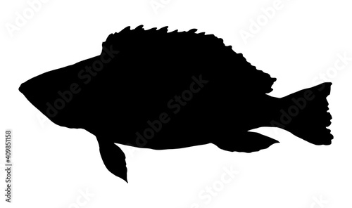 Vector isolated silhouette of a black perch fish on a white background, a great design for any purpose. A design element. Food logo.