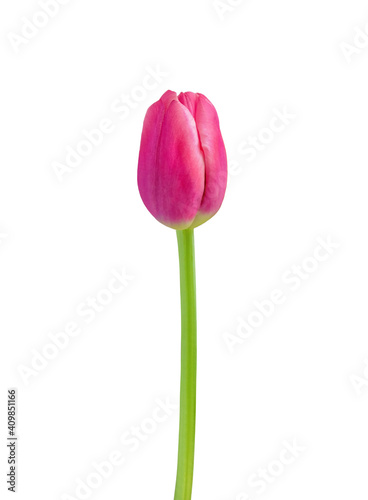 Tulip flower isolated on white background. Useful for beautiful floral design on holiday like 8 March  International Women day   Mother s day gift card  Easter