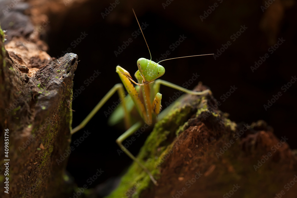 All The Stories about graceful praying mantis All The Stories about graceful praying mantis
