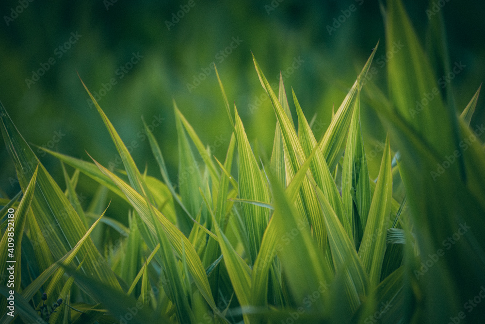 Obraz premium green corn grass background