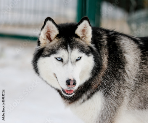 Portrait of a Siberian husky  friendship forever. Pet. Husky