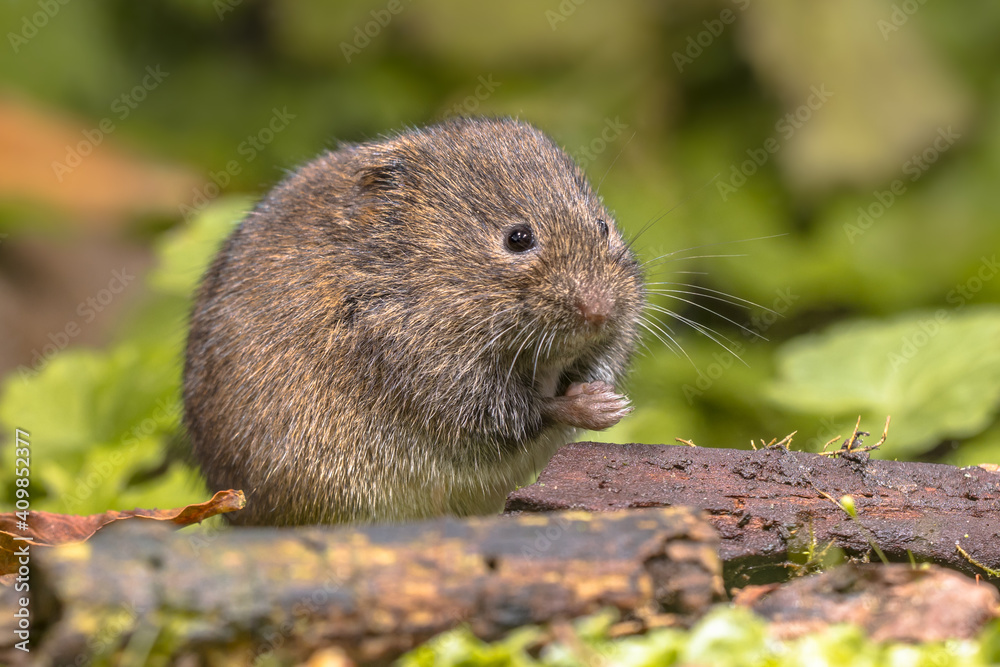Field vole natural environment Field vole natural environment