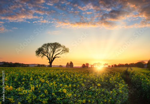 Sunrise over field of Rapeseed, 