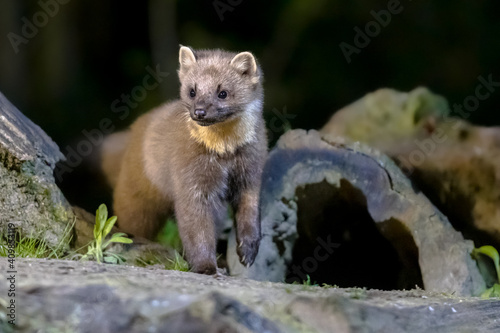 Pine marten on trunk in forest at night