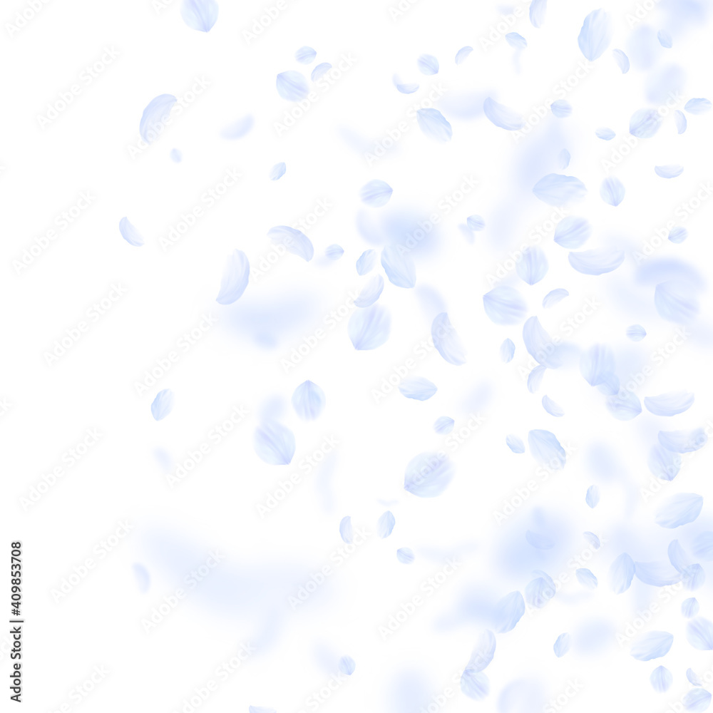 Light blue flower petals falling down. Curious rom Light blue flower petals falling down. Curious rom