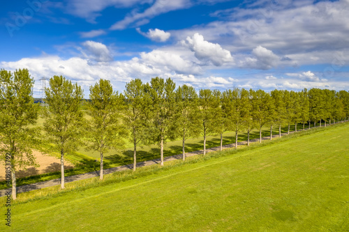 Traditional countryside scene with windbreak lane