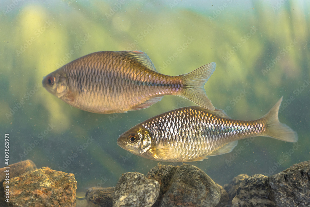 Naklejka premium freshwater fish European bitterling natural environment