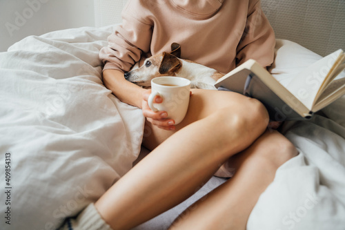 napping small dog on laps of slim woman in white comfortable bed. Holding book and cup of tea. Enjoying relaxed weekend mood with pet at home during quarantine. Pink hoodie jumper atmosphere of trust