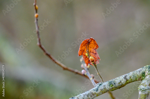 das letzte Blatt am Baum im Herbst