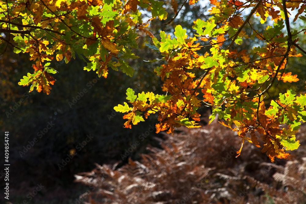 Forest in autumn. Gorbeia Natural Park, Altube, Alava, Basque Country, Spain, Europe Forest in autumn. Gorbeia Natural Park, Altube, Alava, Basque Country, Spain, Europe
