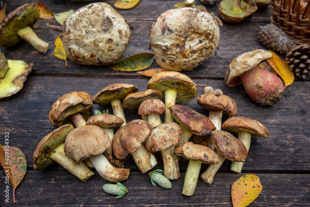 Fototapeta premium fresh mushrooms on wooden board