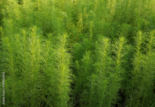 Green trees of Dog Fennel or Thoroughwort growing with sunlight on land in Thailand. Leaf shape look like feathery.