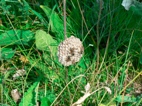 Wasp nest with wasps sitting on it. Caucasus, Soyth of Russia photo