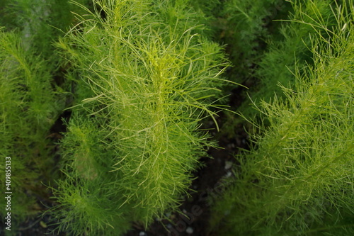 Top view of Dog Fennel or Thoroughwort growing with leaves and trunk on land in science name is Eupatorium capillifolium, Thailand.