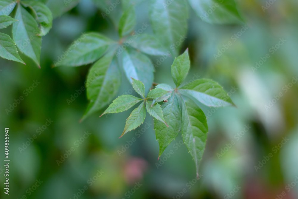 Obraz premium Green leaves of wild grape. natural texture