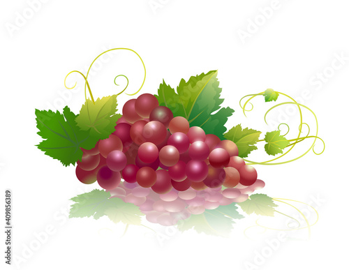 Bunch of pink grapes isolated on white. Vector illustration.