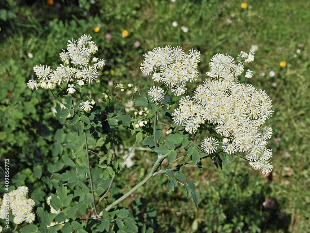 Obraz premium columbine meadow-rue plant in bloom
