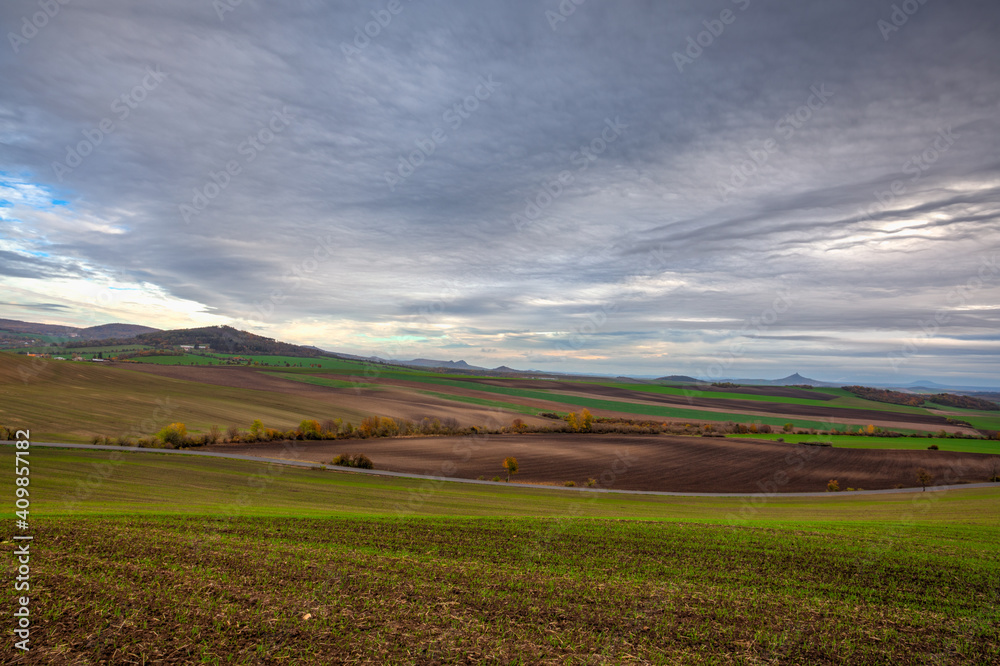 Fototapeta premium View of field divided into sectors by wheat varieties.