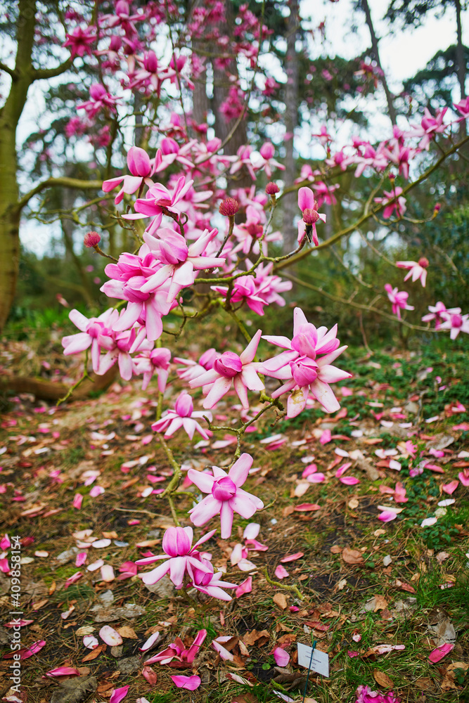 Giant pink magnolia in full bloom in Park Floral