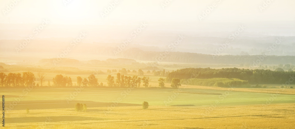Obraz premium Landscape of yellow fields and green trees among covered with fog