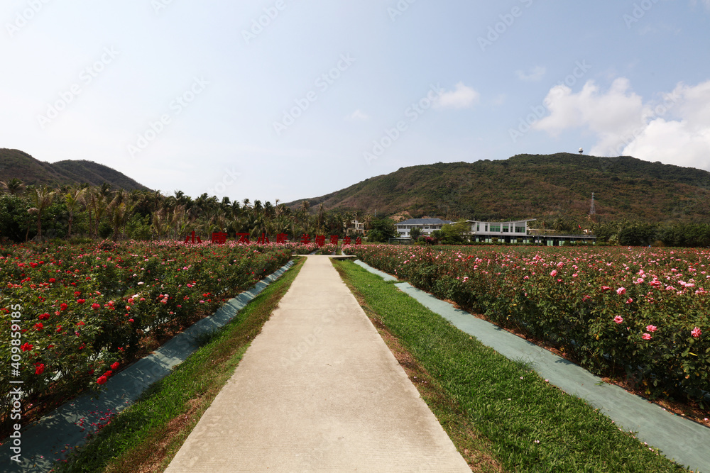 Fototapeta premium rose plantation scenery, Sanya City, Hainan Province, China