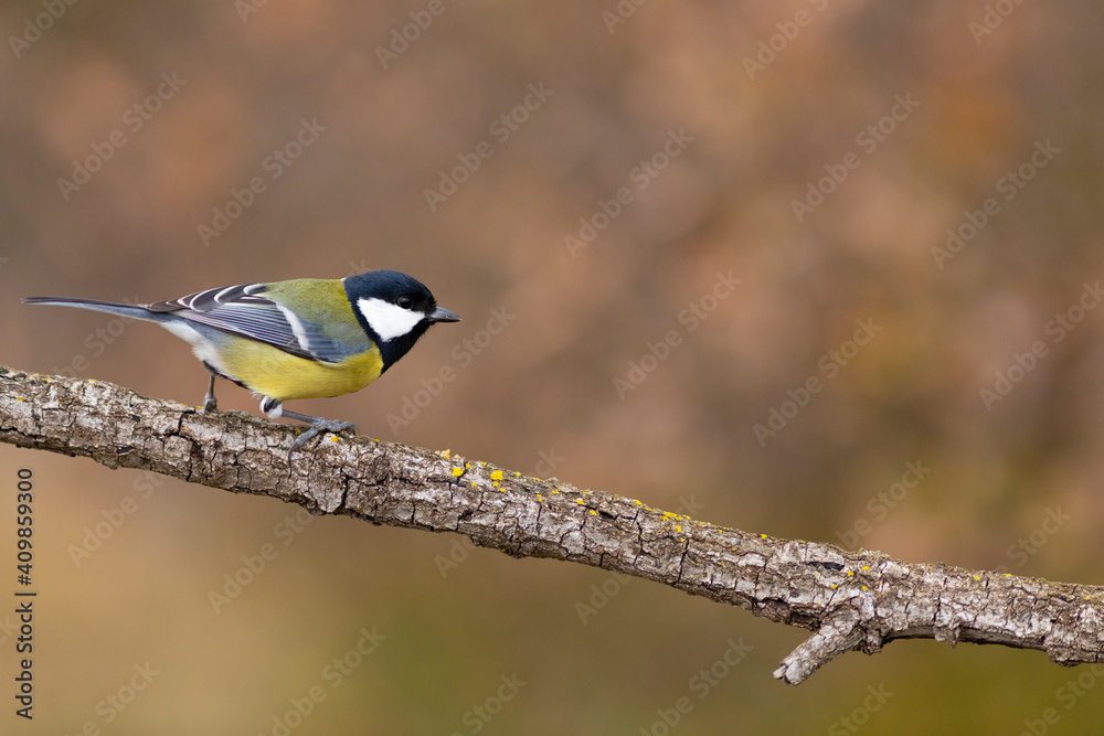 Fototapeta premium Carbonero (Parus major) comiendo en una rama entre hojas otoñales