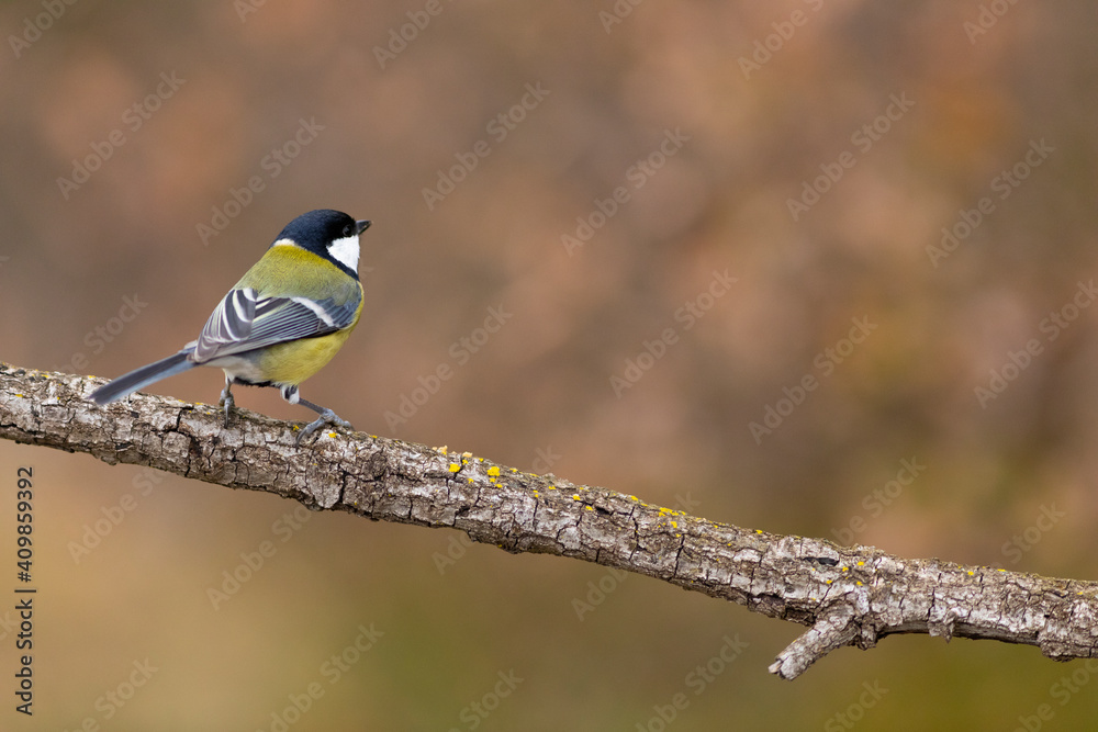 Carbonero (Parus major) comiendo en una rama entre hojas otoñales Carbonero (Parus major) comiendo en una rama entre hojas otoñales