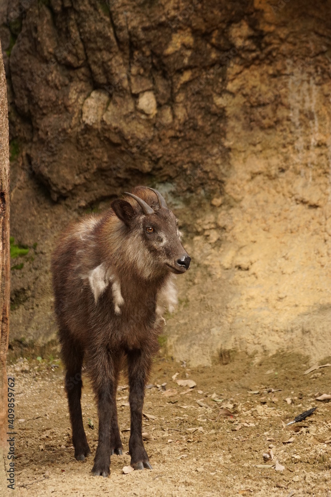 Fototapeta premium ニホンカモシカ