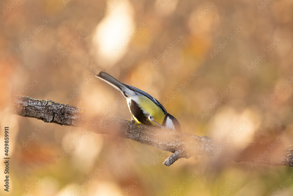 Fototapeta premium Carbonero (Parus major) comiendo en una rama entre hojas otoñales