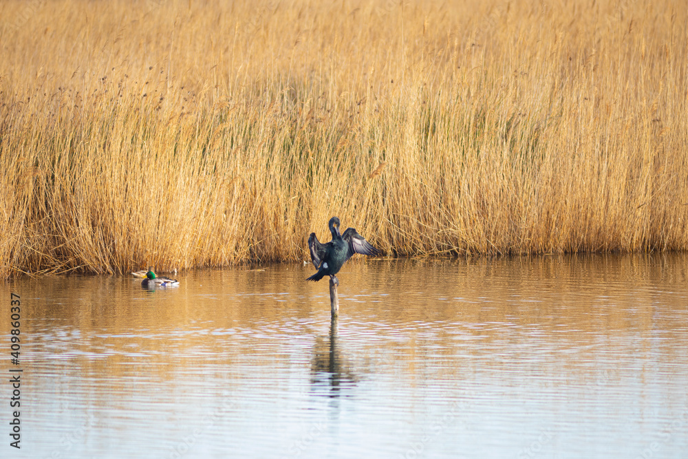 Cormorán grande (Phalacrocorax carbo) en una percha de un lago, secando sus alas abiertas al sol Cormorán grande (Phalacrocorax carbo) en una percha de un lago, secando sus alas abiertas al sol